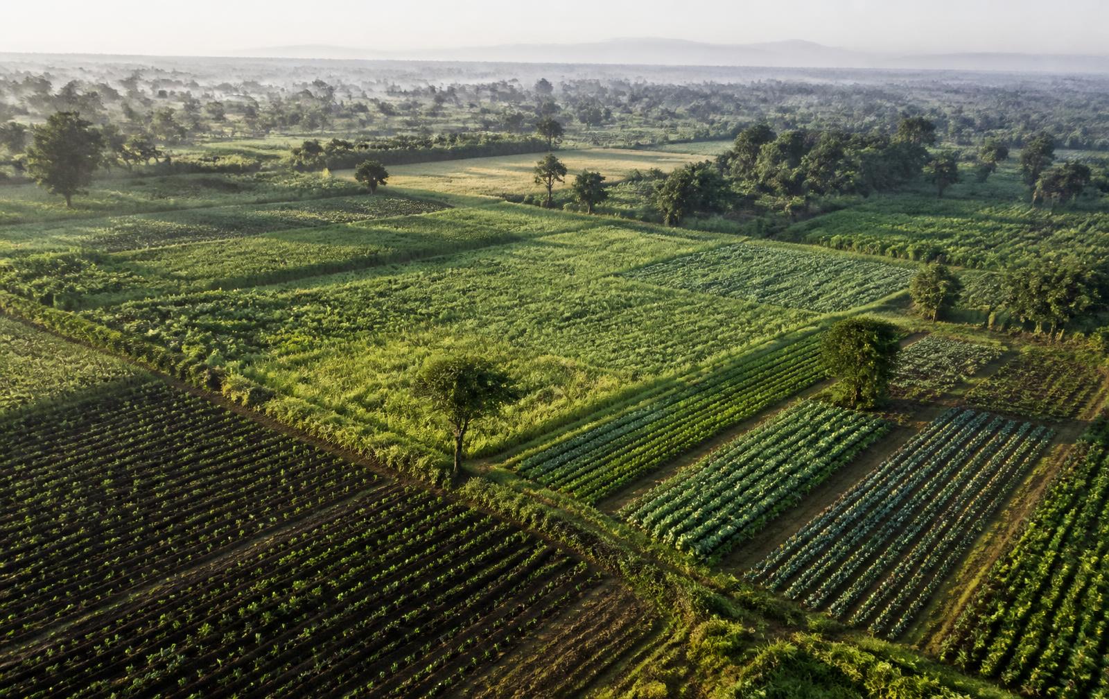 Cultivated farmland in mid-morning light
